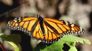 Firman acuerdo internacional dos Laredos para rescate de la Mariposa monarca