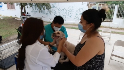 VIDEO Brigadas de salud animal al rescate de mascotas de Nuevo Laredo