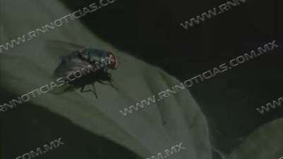 Producci&oacute;n de mosca est&eacute;ril reforzar&aacute; estrategia sanitaria contra el gusano barrenador