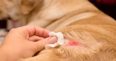 Piden cuidar mascotas por gusano barrenador