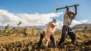 Crisis de sequías y falta de apoyo amenazan la seguridad alimentaria en México