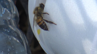 VIDOE Aumenta aparición de abejas por calor en Nuevo Laredo