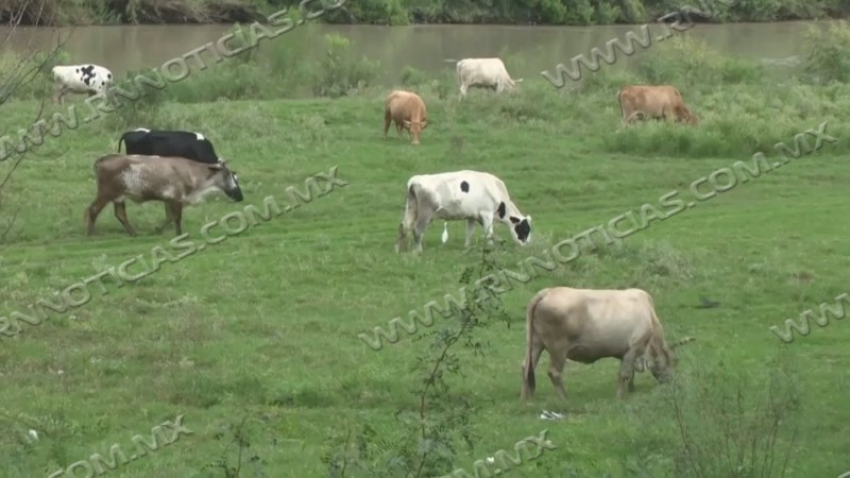 Descartan casos de gusano barrenador en la frontera; continúan acciones preventivas y monitoreo