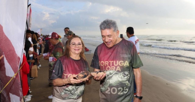Liberan m&aacute;s de 400 cr&iacute;as de tortuga Lora en Playa Tesoro