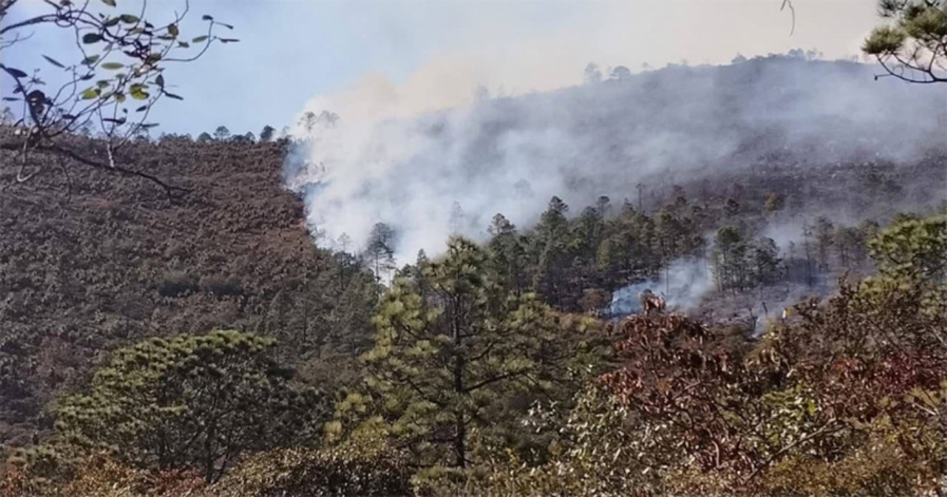 Van 15 hectáreas de incendio forestal en Miquihuana: PC
