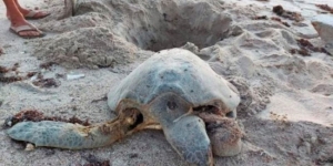 Denuncian atropellos a tortugas en playas de Sonora