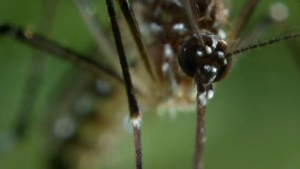 VIDOE Viene temporada propicia para proliferación del dengue