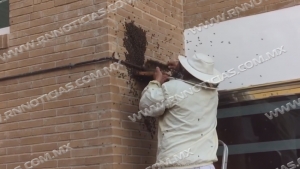 Protección civil y apicultores en resguardado de abejas