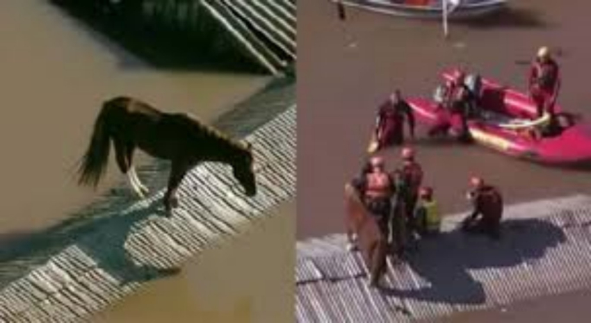 Rescatan caballo que quedó atrapado en un techo por las inundaciones en Brasil
