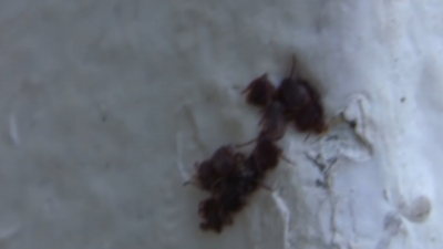 VIDEO Sequía y calor podrían traer proliferación de garrapatas y pulgas