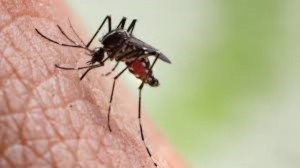 Dengue est&aacute; por llegar a niveles hist&oacute;ricos