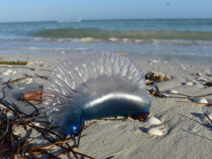 Alertan por peligrosa medusa en costas de México; puede causar la muerte
