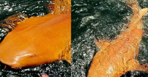 Tibur&oacute;n naranja descubierto en Costa Rica es algo nunca visto