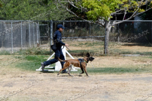 Cuenta Guardia Estatal con agentes caninos especializados