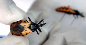 Piden cuidarse de chinche besucona