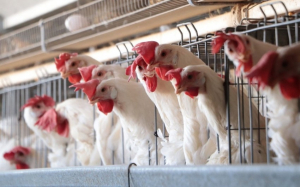Aplican cuarentena por influenza aviar en granjas de tres estados