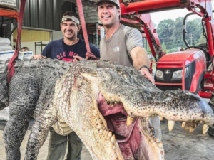 Cazan cocodrilo gigante en Misisipi y rompen récord