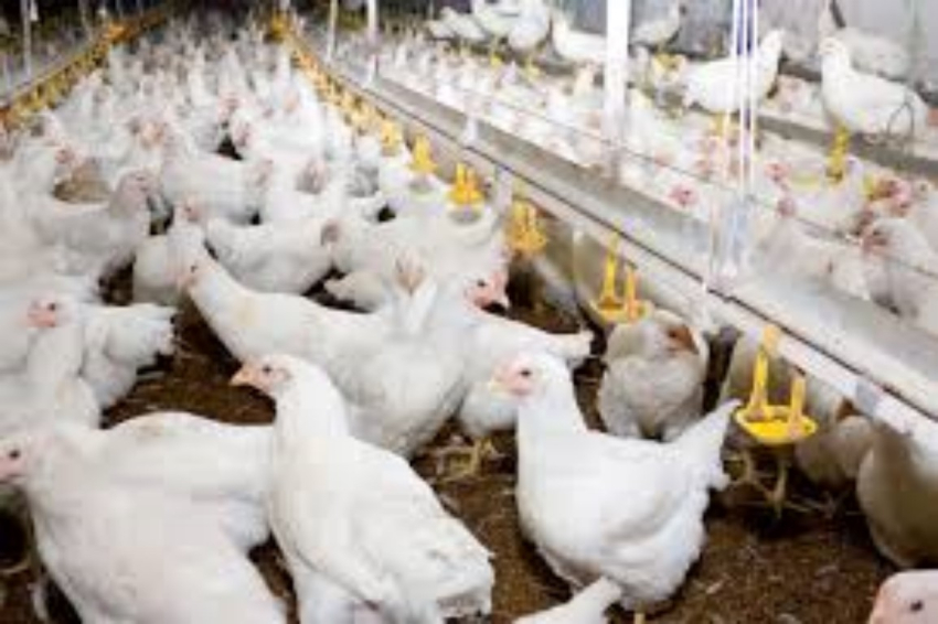OMS advierte que el riesgo de gripe aviar H5N1 está evolucionando