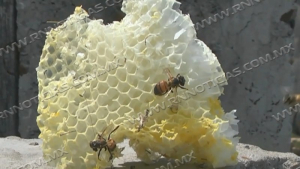 Disminuye presencia de enjambres de abejas por temporada de otoño