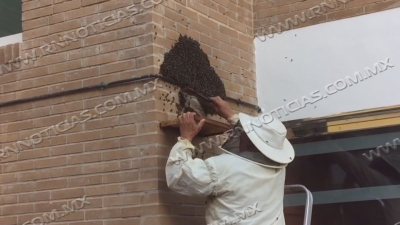 Inicia aparición de enjambres de abejas en Nuevo Laredo