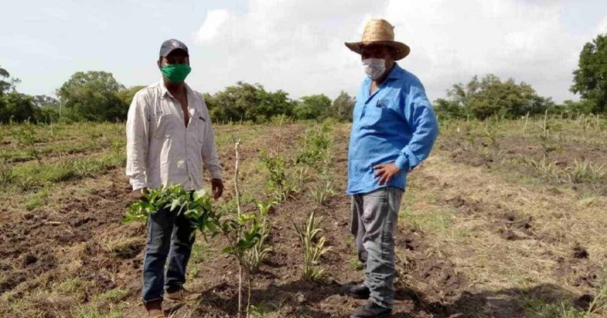 Esperan que las lluvias eviten siniestro agrícola