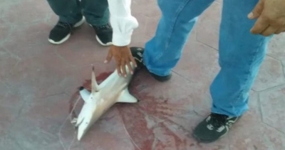 Capturan tiburón en Playa Miramar