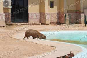GOBIERNO MUNICIPAL DA ATENCI&Oacute;N ESPECIAL A ESPECIES DEL ZOOL&Oacute;GICO DE NUEVO LAREDO POR EL INTENSO CALOR