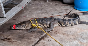 Por lluvias en el sur salen 400 cocodrilos