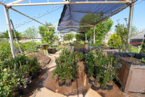 NUEVO LAREDO DA INICIO A LA CREACI&Oacute;N DE JARDINES POLINIZADORES EN ESPACIOS P&Uacute;BLICOS