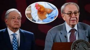 No existe peligro en ingesta de pollo o derivados tras supuesto caso de gripe aviar: Ssa