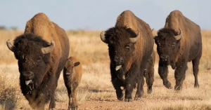 Bisonte regresa a territorio ancestral en Cuatroci&eacute;negas, Coahuila