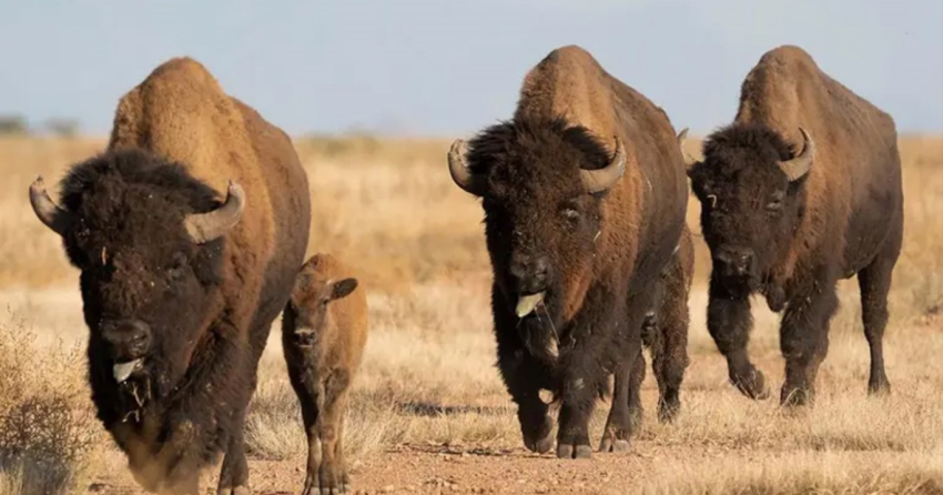 Bisonte regresa a territorio ancestral en Cuatrociénegas, Coahuila