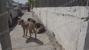 Llaman a denunciar el maltrato animal