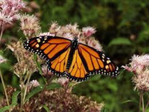 Mariposa Monarca llega a México procedente de Canadá y Estados Unidos