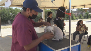 Prepara Secretaría de Salud campaña de vacunación antirrábica en Nuevo Laredo