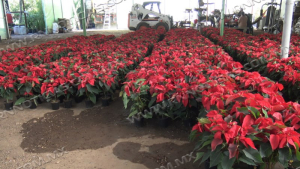 Viveros se preparan con 10 mil plantas de Flor de Nochebuena para venta
