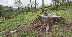Investigan tala ilegal en Miquihuana