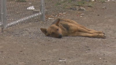 VIDOE Sector Salud y Gobierno municipal buscan disminuir sobrepoblación canina en Nuevo Laredo