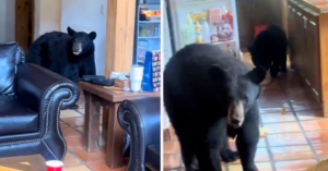 Familia de osos invade una caba&ntilde;a en Coahuila