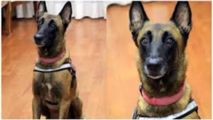 Muere &lsquo;Rex&rsquo;, el pastor belga que ayud&oacute; a encontrar personas en el sismo del 19-S