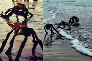 Fotos de ‘extrañas criaturas’ en la playa alarma a internautas