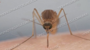 Crecen los casos probables de dengue en Nuevo Laredo; activan protocolo de fumigación en colonias afectadas