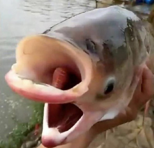 Atrapan pez con dos cabezas, dos bocas y cuatro ojos en Chernobyl