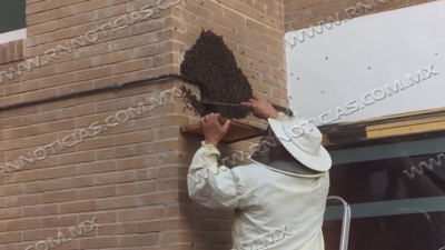 Alerta Protecci&oacute;n Civil por aparici&oacute;n de abejas