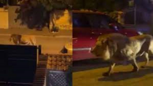 Enorme león escapa de circo y atemoriza a una comunidad en Italia