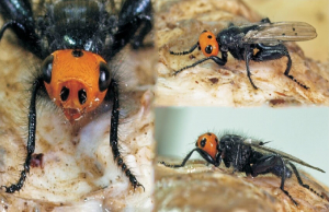 Reaparecen moscas carnívoras que se creían extintas hace 100 años