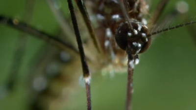 VIDEO No hay casos de dengue en Nuevo Laredo; Piden prevenir proliferación del mosquito