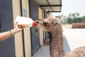 ZOOL&Oacute;GICO DE NUEVO LAREDO DA LA BIENVENIDA A NUEVOS INTEGRANTES; NACE CR&Iacute;A DE DROMEDARIO Y GUACAMAYA