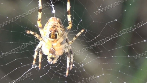 Sigue aparición de araña de jardín; no es peligrosa