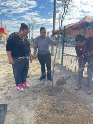 REFORESTAN PLAZA DE LOS OLIVOS 2 COMO PARTE DEL PROGRAMA ARBOLEANDO NLD